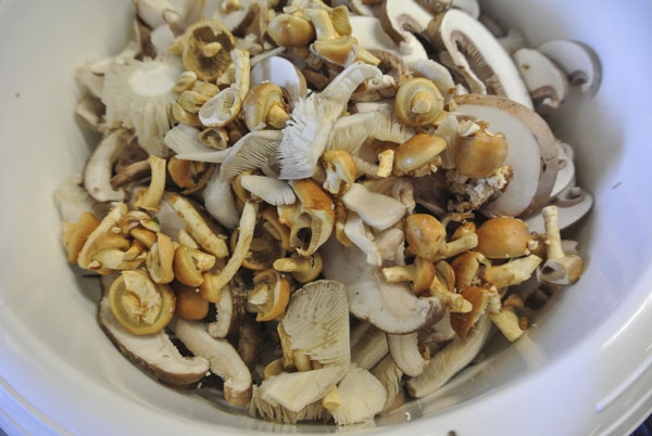 Wild mushroom soup